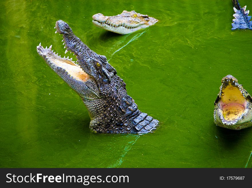 Open mouth crocodiles in green water