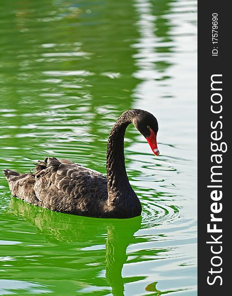 Black swan swimming in the lake