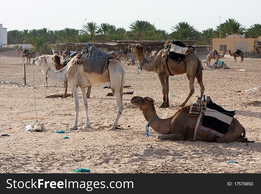 An image of a camels in desert Tunisia
