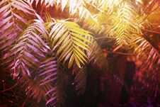 Tropical Summer Background With Palm Leaves, Toning Orange And Pink Color Royalty Free Stock Photos