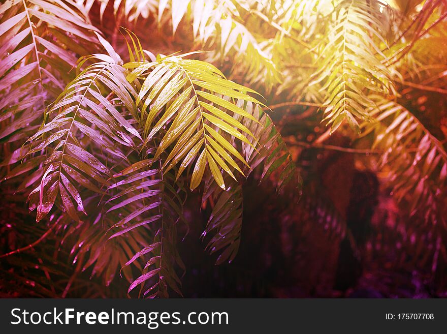 Tropical summer background with palm leaves, toning orange and pink color. Copy space, backdrop