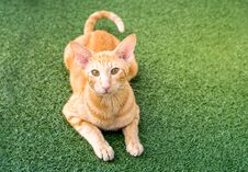 Oriental Red Cat With Big Ears, Clear Eyes And Long Nose Royalty Free Stock Image