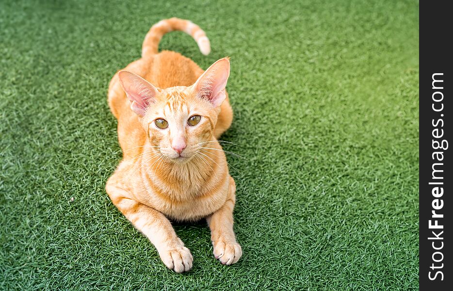 Oriental red cat with big ears, clear eyes and long nose on the green carpet