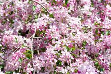 Cherry Blossom Royalty Free Stock Photo Cherry Blossom Royalty Free Stock Photo