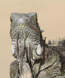 Green Iguana Facing Camera - Bonaire Royalty Free Stock Photos