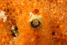 Secretary Blenny In An Orange Sponge - Bonaire Stock Photo Secretary Blenny In An Orange Sponge - Bonaire Stock Photo
