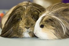 Two Guinea Pigs Close Up Stock Photography