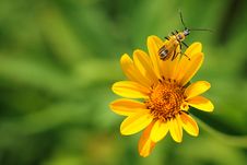 Soldier Bug On A Flower Stock Photography