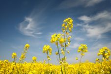Rape Field Stock Photo Rape Field Stock Photo