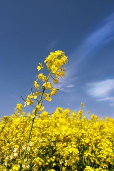Rape Field Royalty Free Stock Images Rape Field Royalty Free Stock Images
