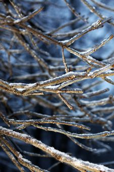 Branches In Ice Royalty Free Stock Photography Branches In Ice Royalty Free Stock Photography