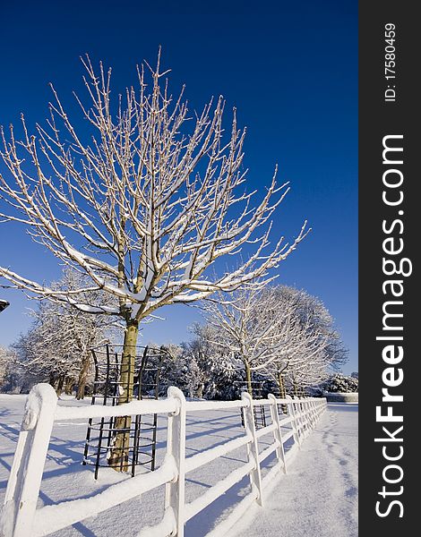 Fresh snow covered tree and ground. Fresh snow covered tree and ground