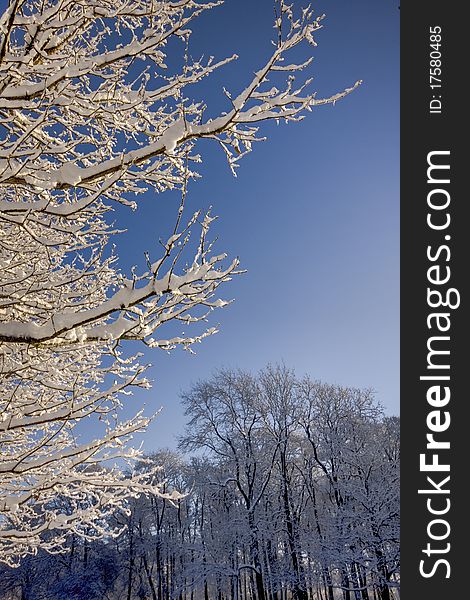 Part of tree on front covered by snow. Part of tree on front covered by snow