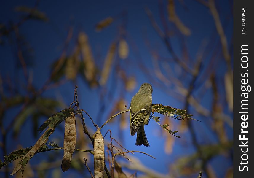 Pine Warbler Back View