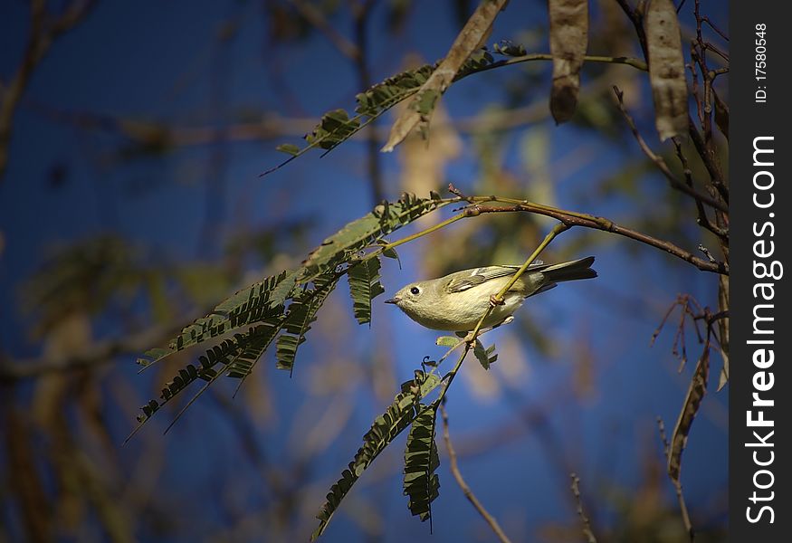 A Pine Warbler in Cape May, NJ in November. A Pine Warbler in Cape May, NJ in November