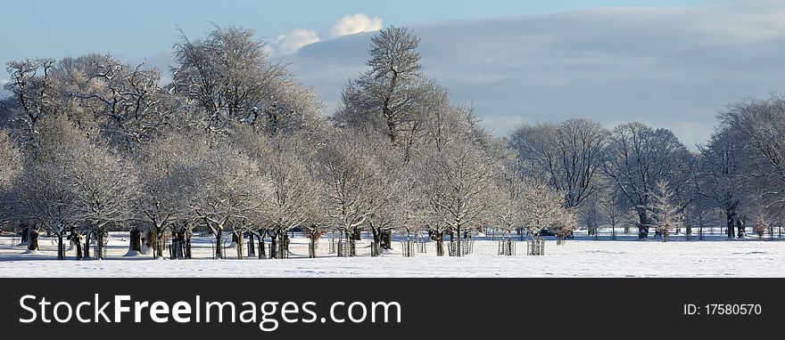 Group of trees in winter at sunny day. Group of trees in winter at sunny day
