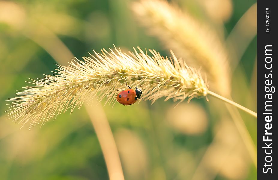 Ladybug on the yellow blade of grass