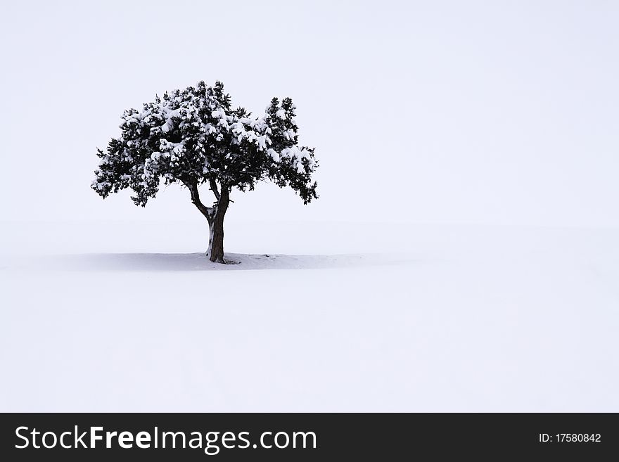 Snowy tree in winter landscape
