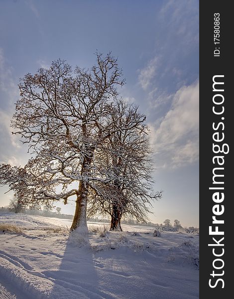 Winter two trees making long shadow on snow. Winter two trees making long shadow on snow