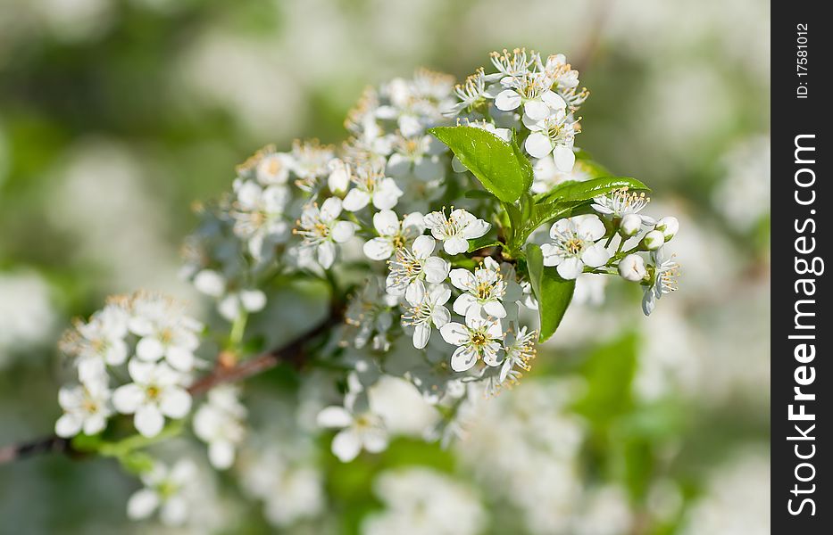 Flowering branch apricots