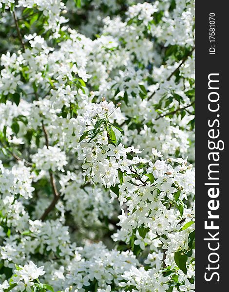 Cherry blossom branch, lots of white flowers. Cherry blossom branch, lots of white flowers