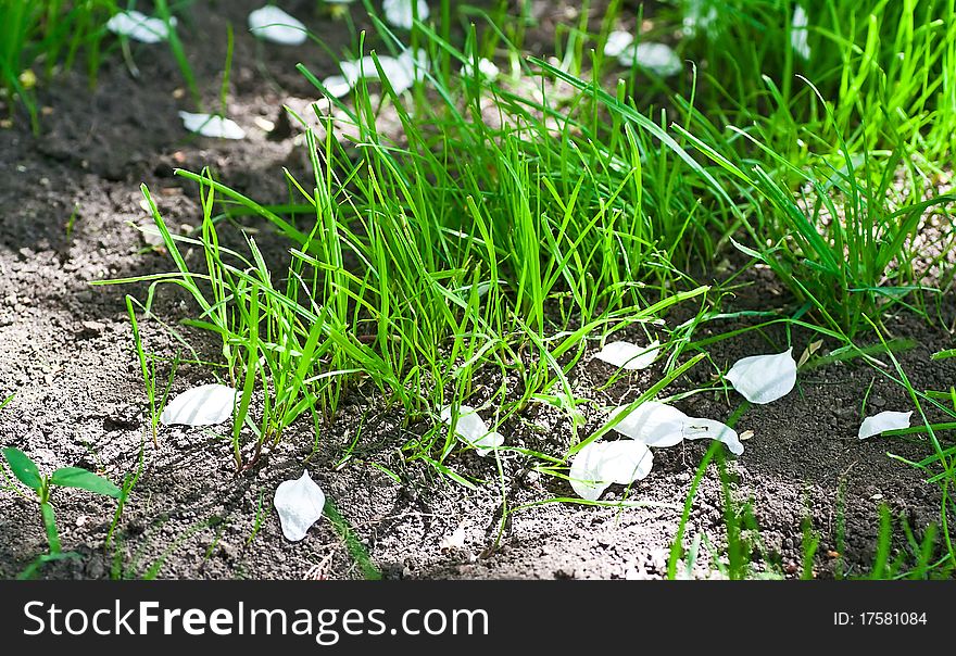 Fallen white petals in the green grass