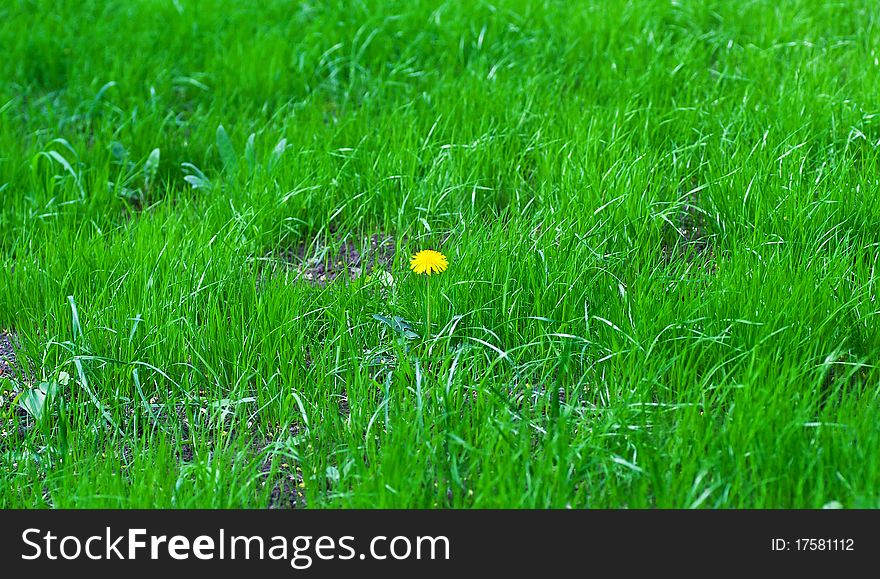 Single yellow dandelion in the grass