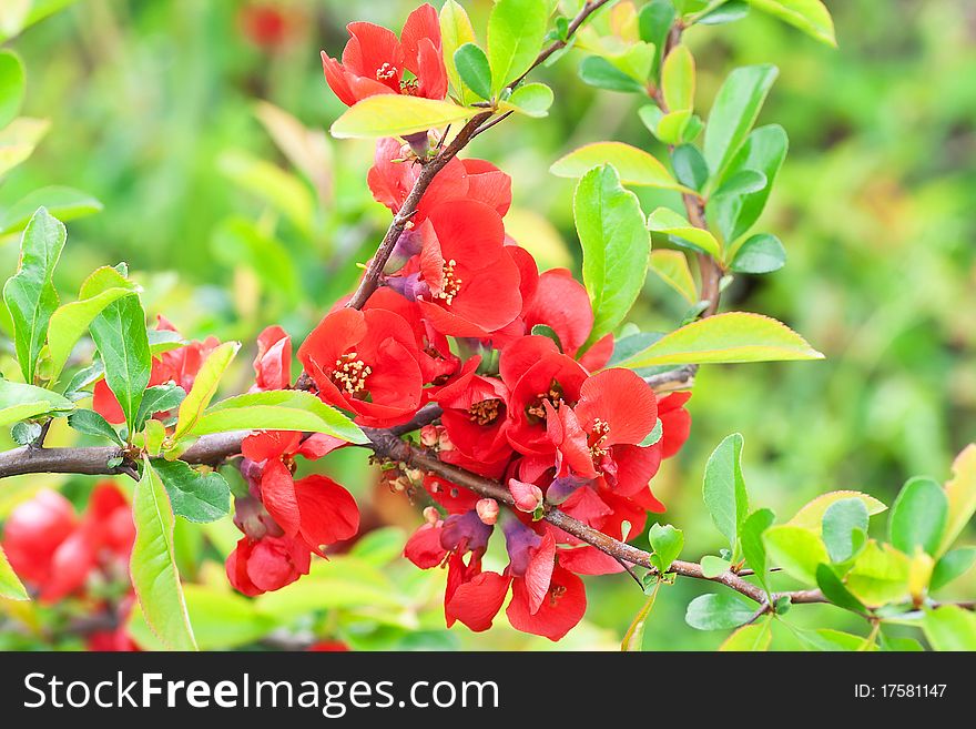 Branch with red flowers and green leaves