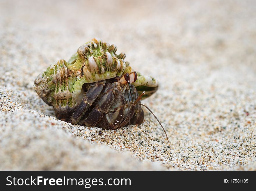 Hermit crab in shell on white sand beach, Costa Rica.