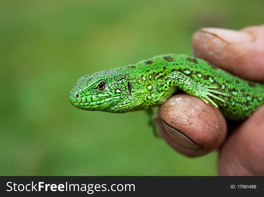 Green lizard in the hands