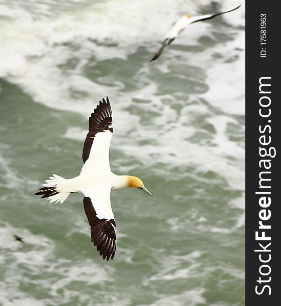 Gannet Colony west of Auckland. Gannet Colony west of Auckland