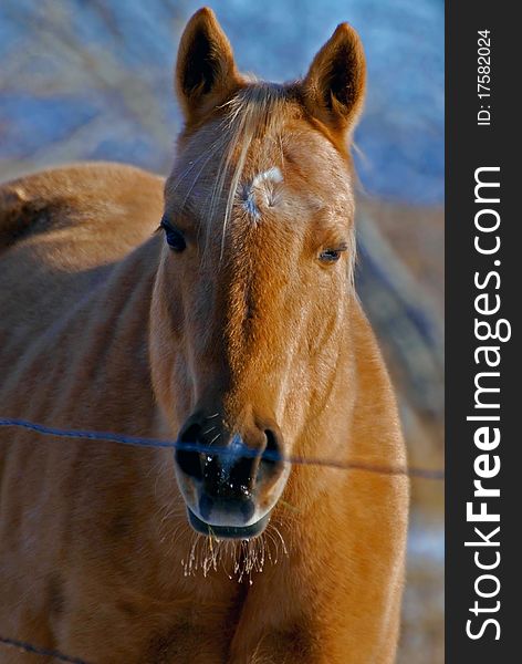 Blonde Horse in Winter