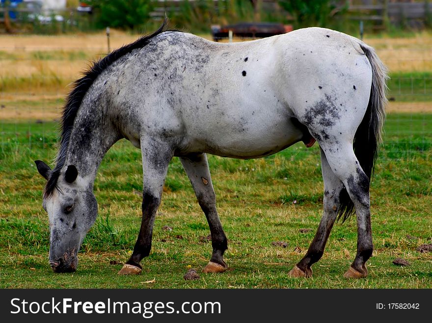 Dappel Grey Horse