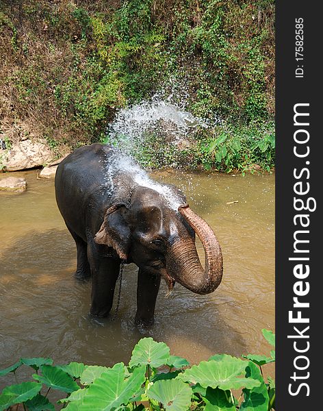 Large elephant in a Thai river taking a shower. Large elephant in a Thai river taking a shower