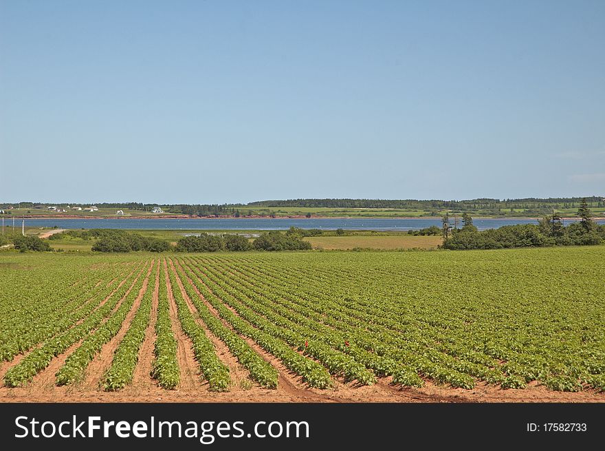 Rows and rows of crops