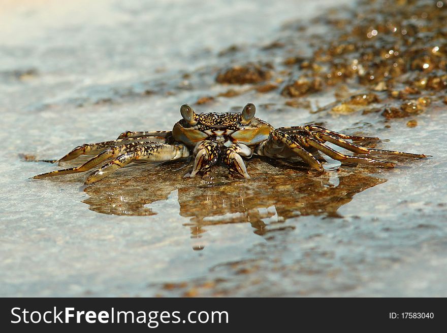 Red Rock Crab (Grapsus grapsus) in a puddle drinking water on Bonaire, Netherlands Antilles. Red Rock Crab (Grapsus grapsus) in a puddle drinking water on Bonaire, Netherlands Antilles