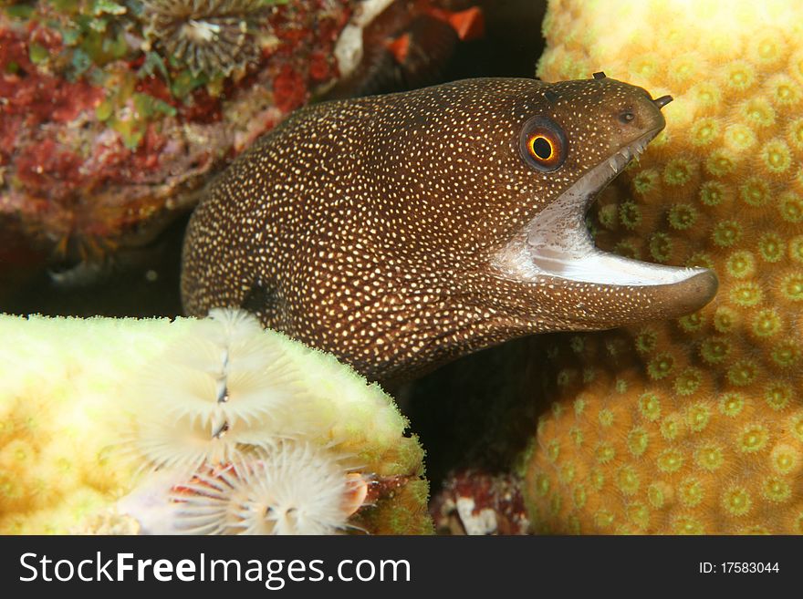 Goldentail Moray (Gymnothorax miliaris) with mouth open on a coral reef in Bonaire, Netherlands Antilles. Goldentail Moray (Gymnothorax miliaris) with mouth open on a coral reef in Bonaire, Netherlands Antilles