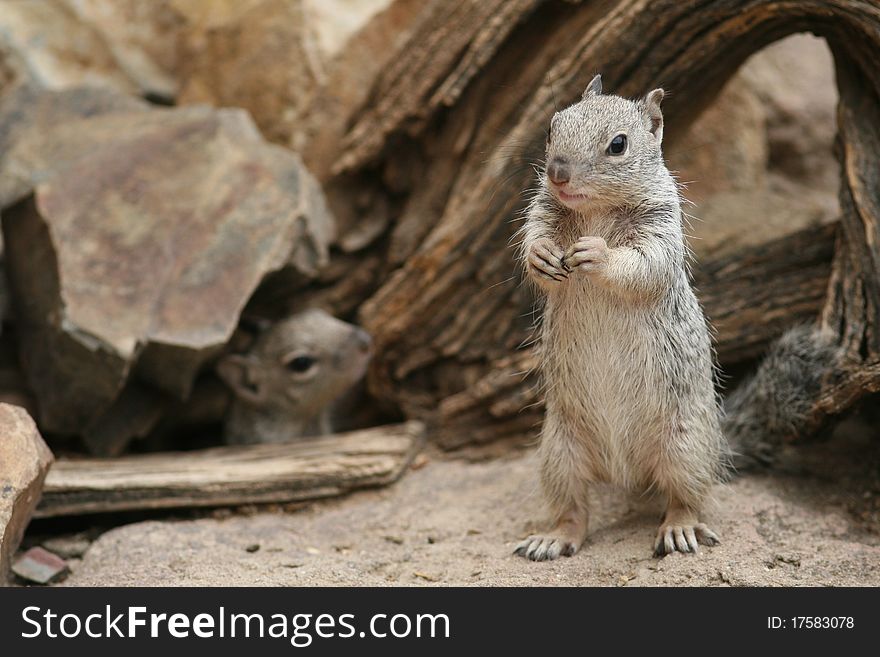 Rock Squirrel (Spermophilus variegatus) - Sonora Desert, Tucson, Arizona. Rock Squirrel (Spermophilus variegatus) - Sonora Desert, Tucson, Arizona