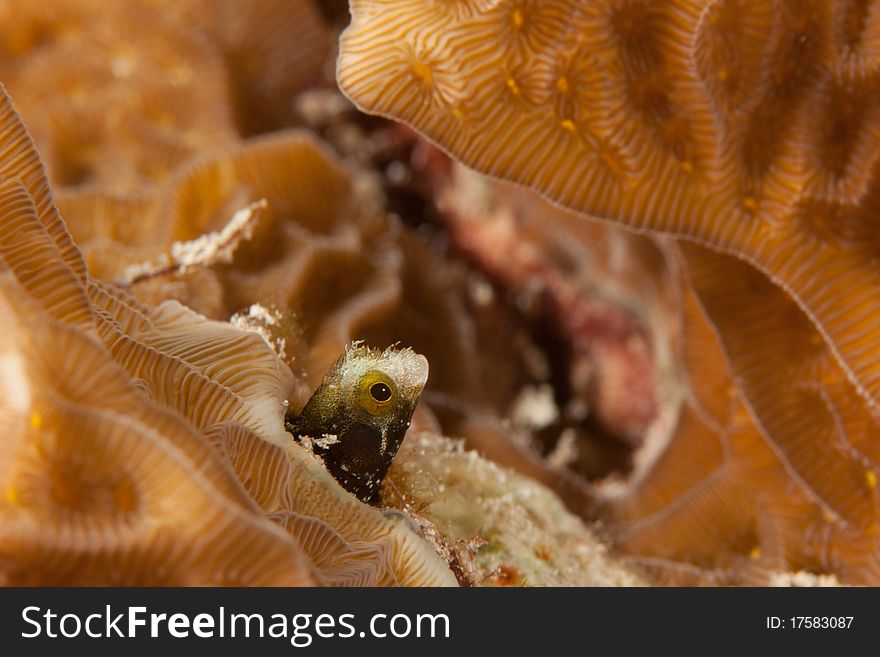 Secretary Blenny (Acanthemblemaria maria) poking its head out from a hole in a coral head. Secretary Blenny (Acanthemblemaria maria) poking its head out from a hole in a coral head