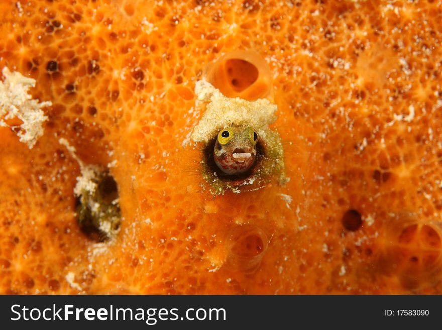 Secretary Blenny (Acanthemblemaria maria) poking its head out from an orange sponge in Bonaire, Netherlands Antilles. Secretary Blenny (Acanthemblemaria maria) poking its head out from an orange sponge in Bonaire, Netherlands Antilles