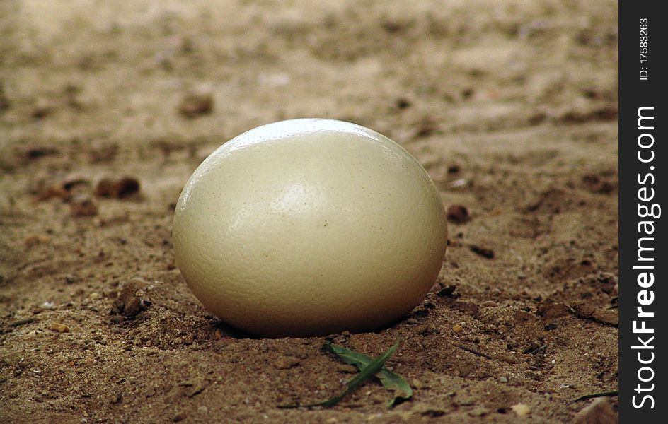 Ostrich egg on the ground of Farm in Tunisia, north africa
