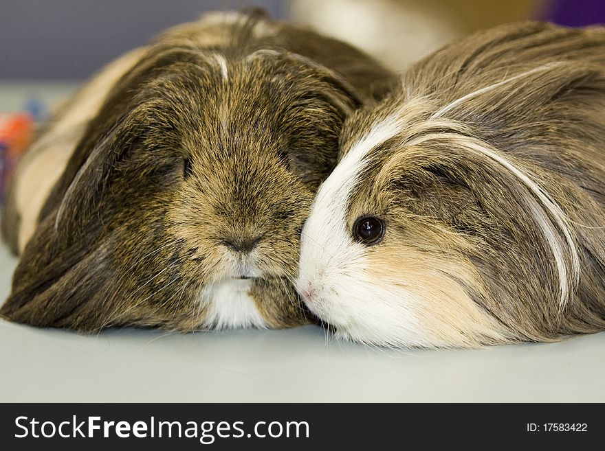 Two Guinea pigs close up