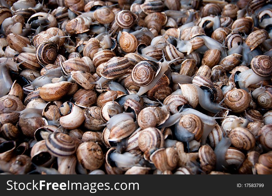 Large group of live brown snails. Large group of live brown snails
