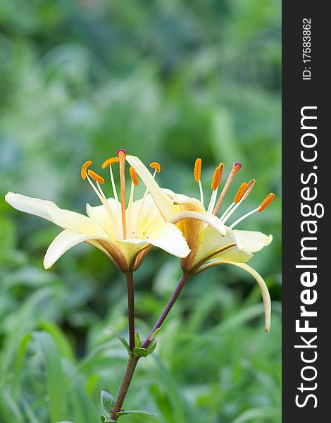 Yellow lily in the garden