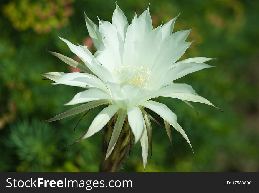 White flower of a cactus. White flower of a cactus