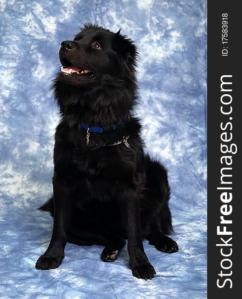 Dog Border Collie Chow Chow Mix. Dog Border Collie Chow Chow Mix