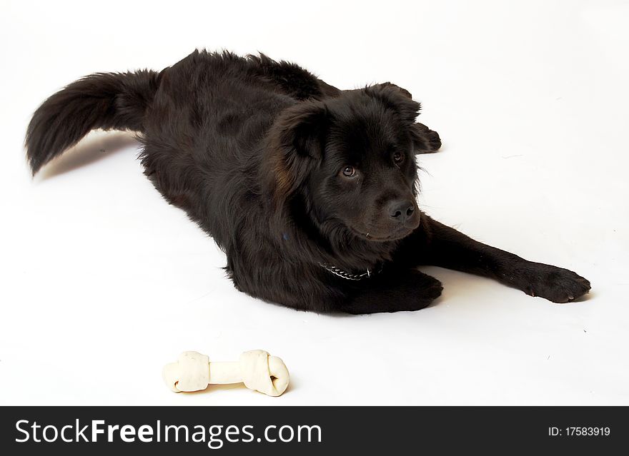 Border Colle Mix And His Bone.