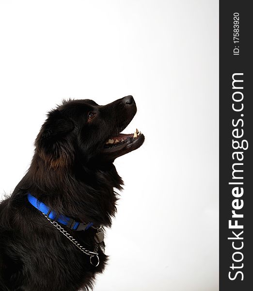 Dog Border Collie Chow Chow Mix looking up. Dog Border Collie Chow Chow Mix looking up.