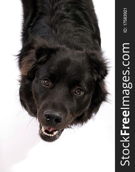 Dog Border Collie Chow Chow Mix looking up. Dog Border Collie Chow Chow Mix looking up.