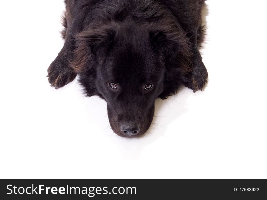 Dog Border Collie Chow Chow Mix looking up. Dog Border Collie Chow Chow Mix looking up.